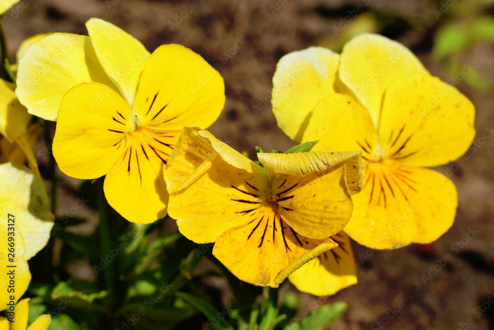 Flowering of Viola tricolor in the garden Flowering of Viola tricolor in the garden