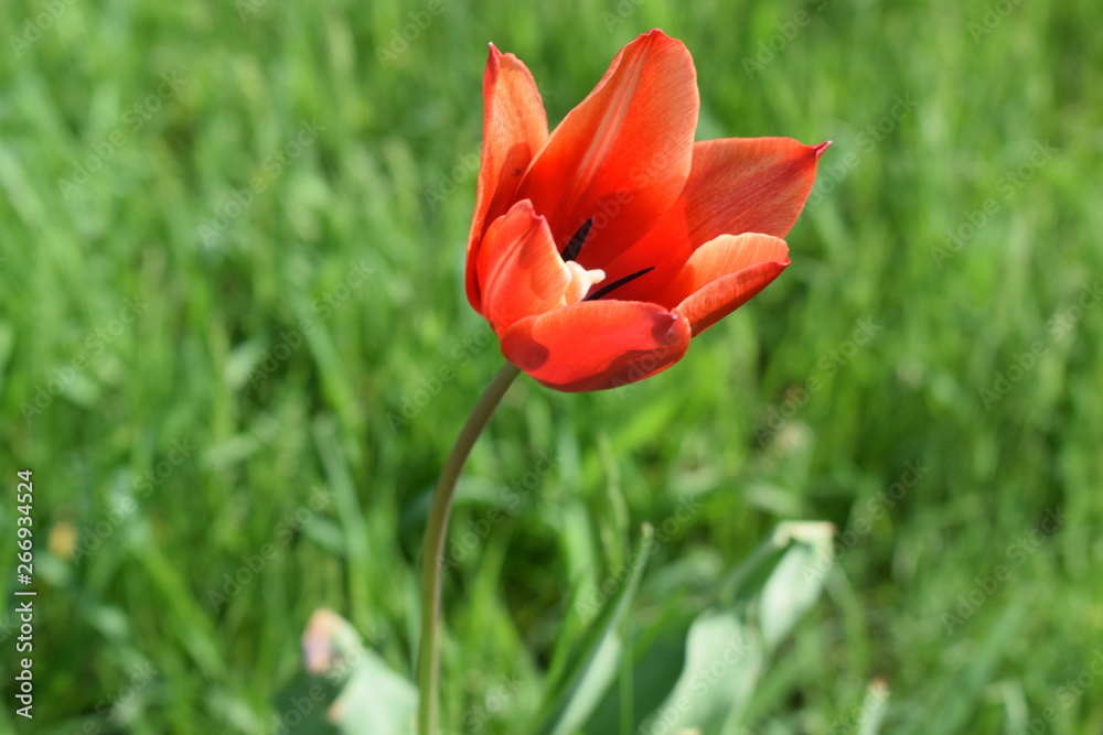 Blooming red tulips in the garden Blooming red tulips in the garden