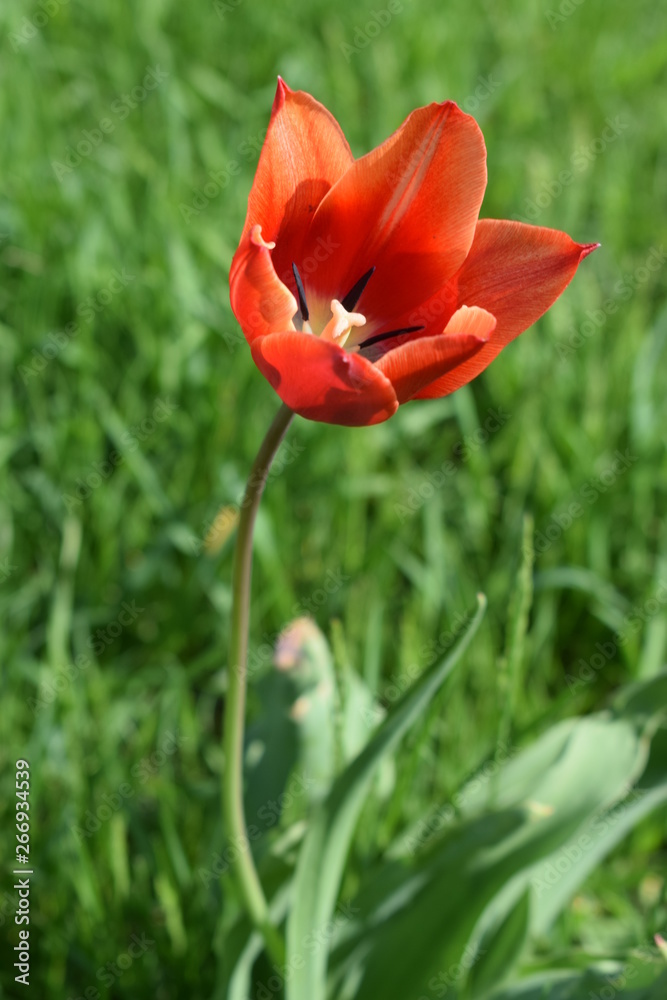 Blooming red tulips in the garden