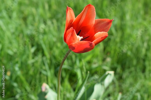 Blooming red tulips in the garden