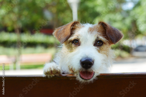 PORTRAIT CUTE JACK RUSSELL DOG WITH PAWS HANGING EDGE A WOODEN BENCH