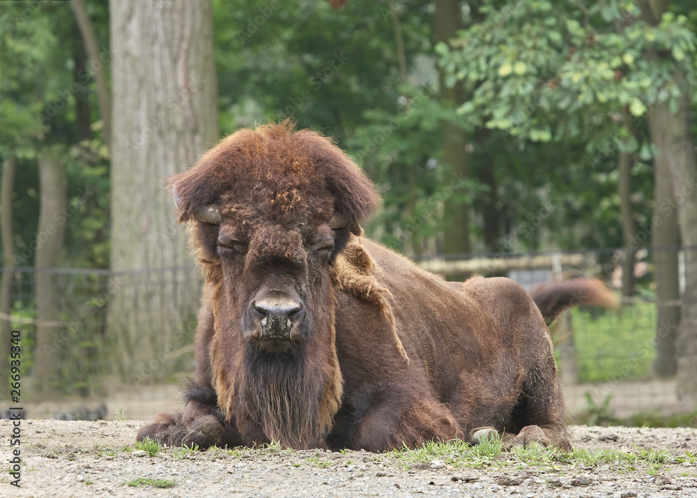 Resting bison with its eyes closed in a zoo Resting bison with its eyes closed in a zoo