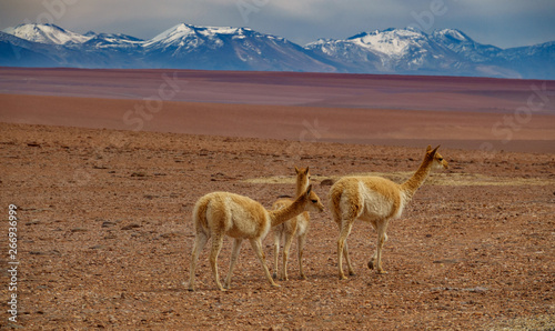 Three Vicugna vicugnas walking in Atacama high plateau with snow covered volcanoes