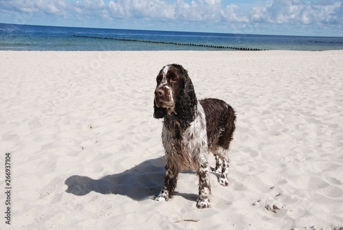 Ess on the beach photo