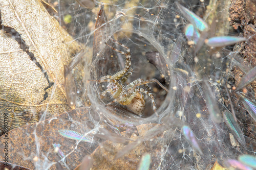 Close up spider on spider web in leaf cave  at nature thailand