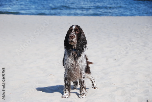 Ess on the beach photo