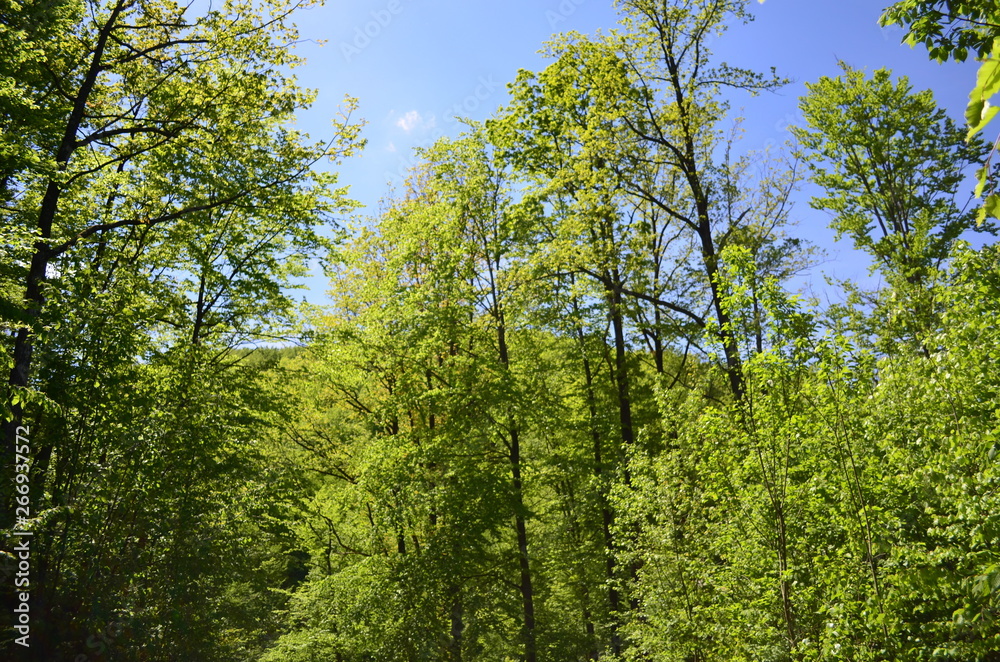 Spring beech forest with fresh light green foliage Spring beech forest with fresh light green foliage