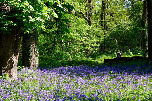 Fototapeta Naklejka Na Ścianę i Meble -  Netherlands; A man is enjoying the field of blue Hyacinths