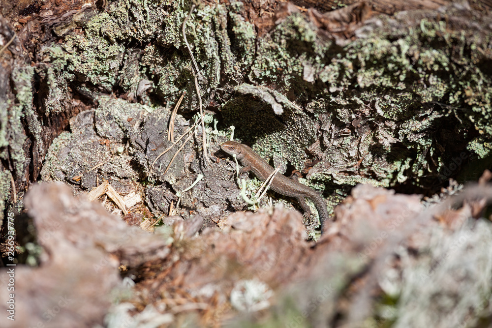 Small lizard in forest at sunlight
