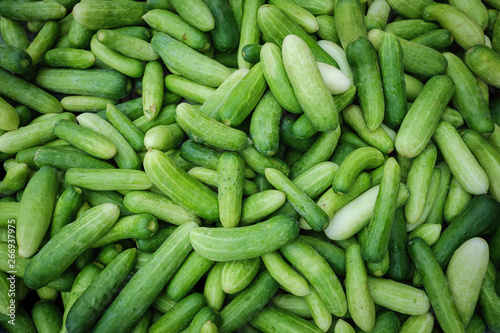 Group of green young cucumbers