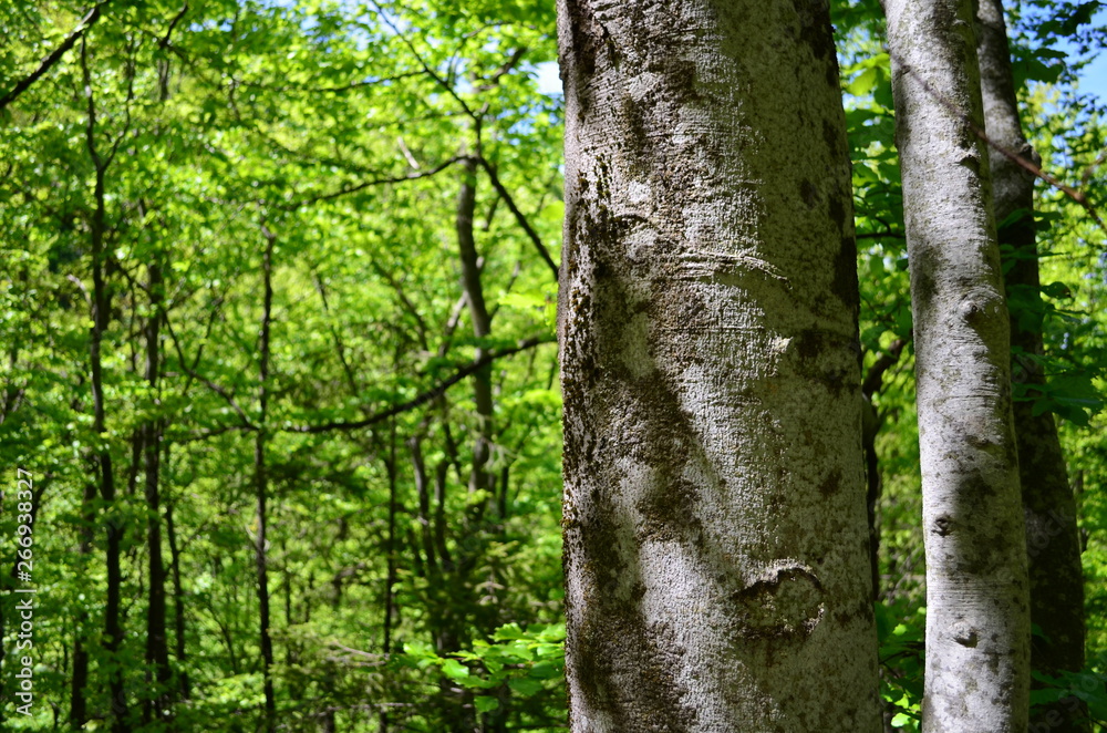 Spring beech forest with fresh light green foliage Spring beech forest with fresh light green foliage