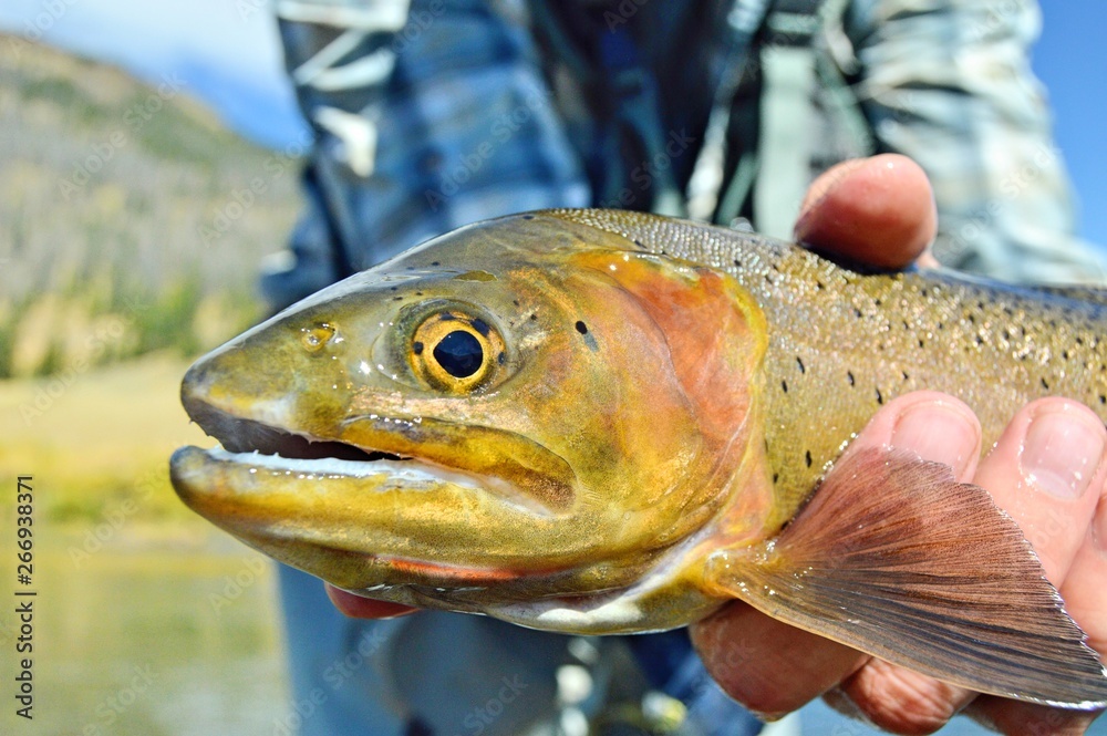 Fish in hand Fish in hand