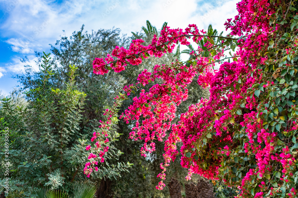 Colorful Pink Flowers on a Plant at Parc El Harti in Marrakech Morocco