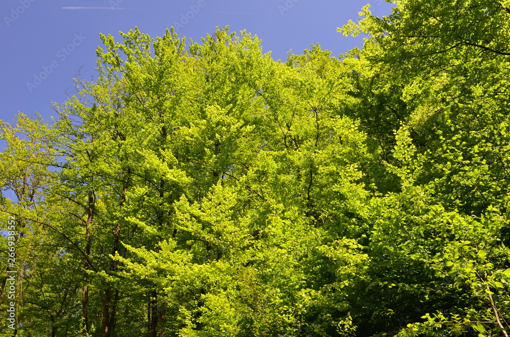 Spring beech forest with fresh light green foliage Spring beech forest with fresh light green foliage