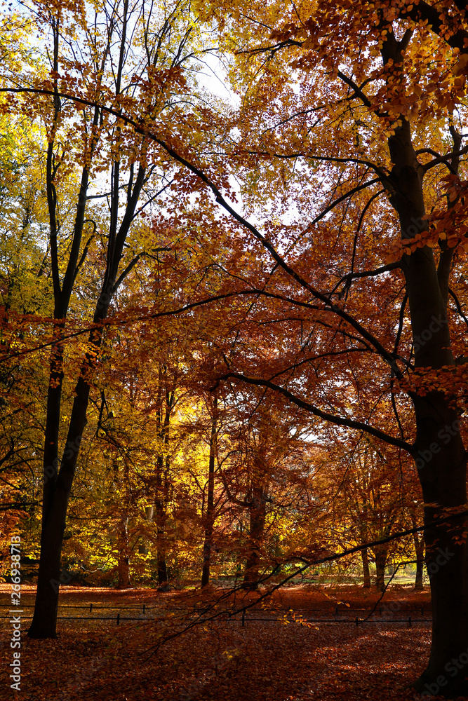Fototapeta premium autumn in the park