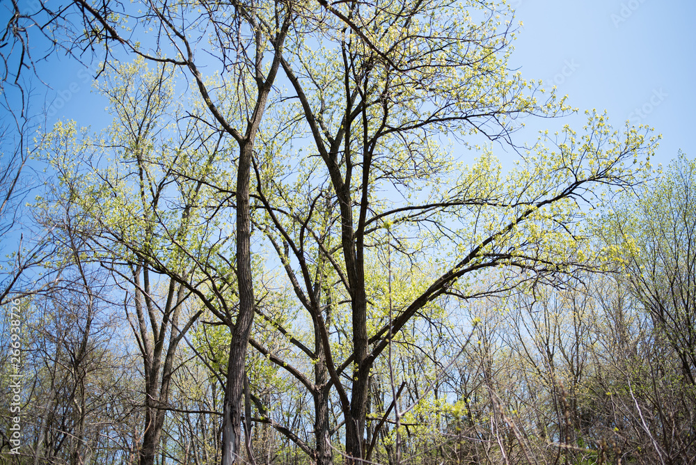 early spring green nature outdoors early spring green nature outdoors