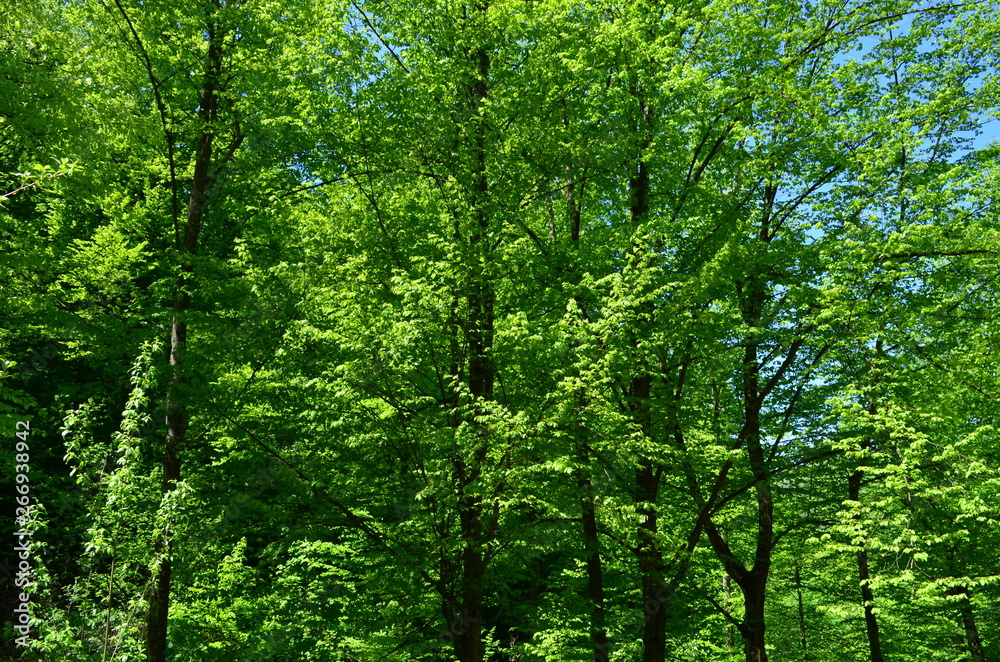 Spring beech forest with fresh light green foliage Spring beech forest with fresh light green foliage