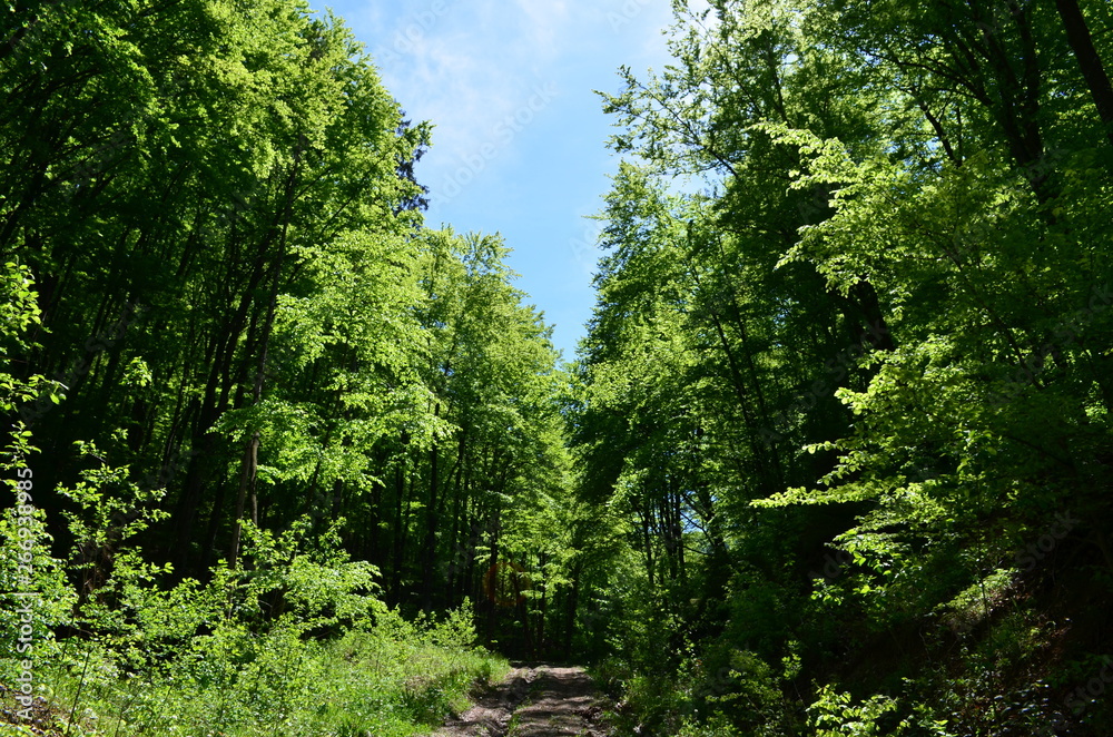 Spring beech forest with fresh light green foliage Spring beech forest with fresh light green foliage
