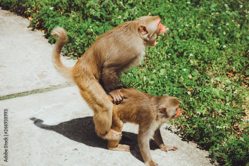 Monkeys during copulation. A couple of macaques are having sex while while the male monkey screams.