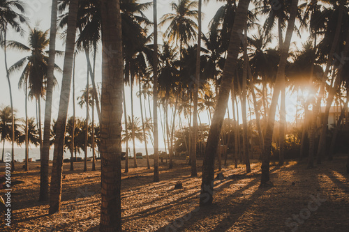 palm grove, palm trees against the sunset sky, tropical view