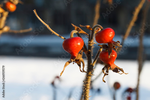 Fototapeta Naklejka Na Ścianę i Meble -  Dog Rose or Rosa Canina branches with bright fruits