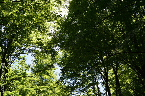 Spring beech forest with fresh light green foliage