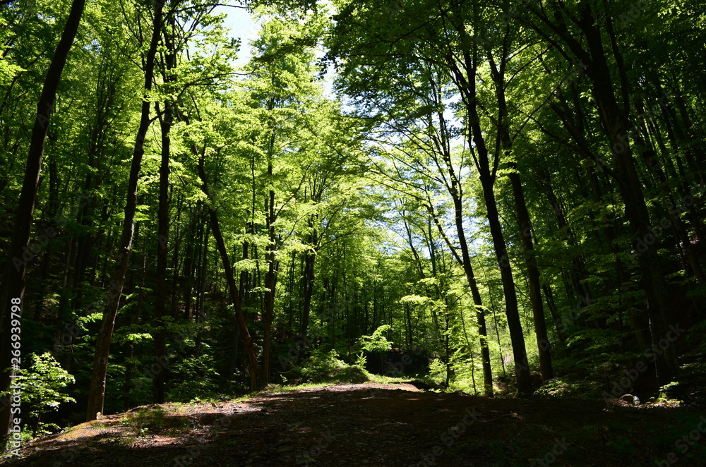 Obraz premium Spring beech forest with fresh light green foliage