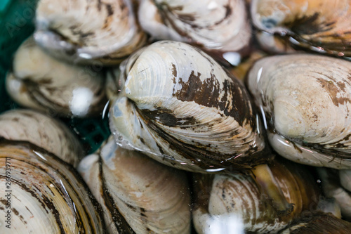 shell of hokkigai (sakhalin surf clam) , japanese bivalve photo