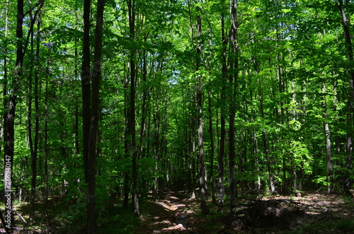 Spring beech forest with fresh light green foliage