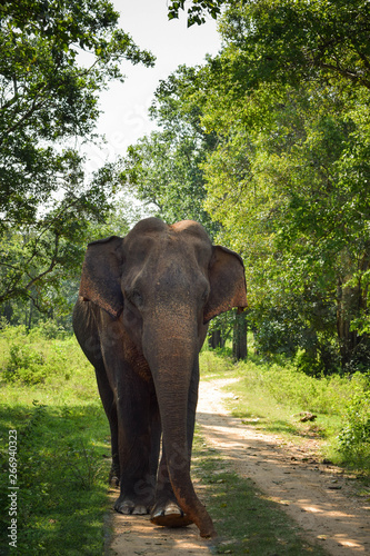 Elefant im Udawalawe Nationalpark