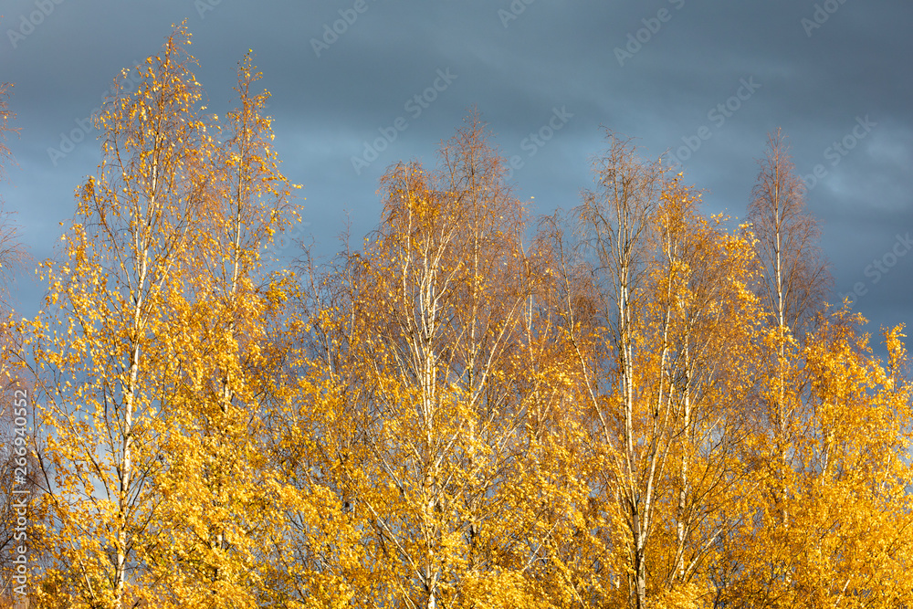 Birch tree top against cloudy sky