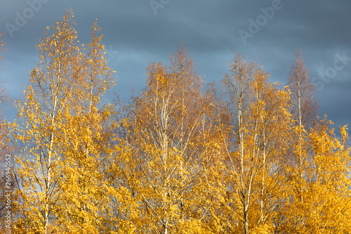 Birch tree top against cloudy sky