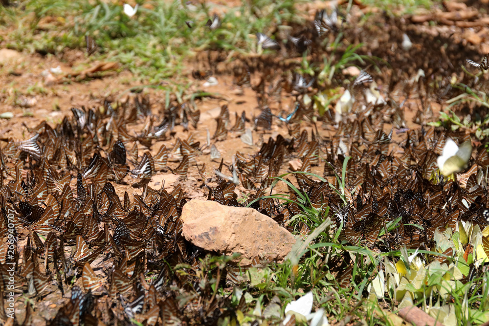 Group of butterflies puddling on the ground at Ban Krang Camp, Kaeng Krachan National Park at Thailand Group of butterflies puddling on the ground at Ban Krang Camp, Kaeng Krachan National Park at Thailand