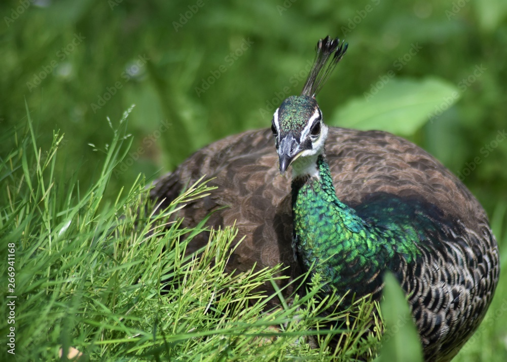 Peacock female among the grass (Pavo cristatus) Peacock female among the grass (Pavo cristatus)