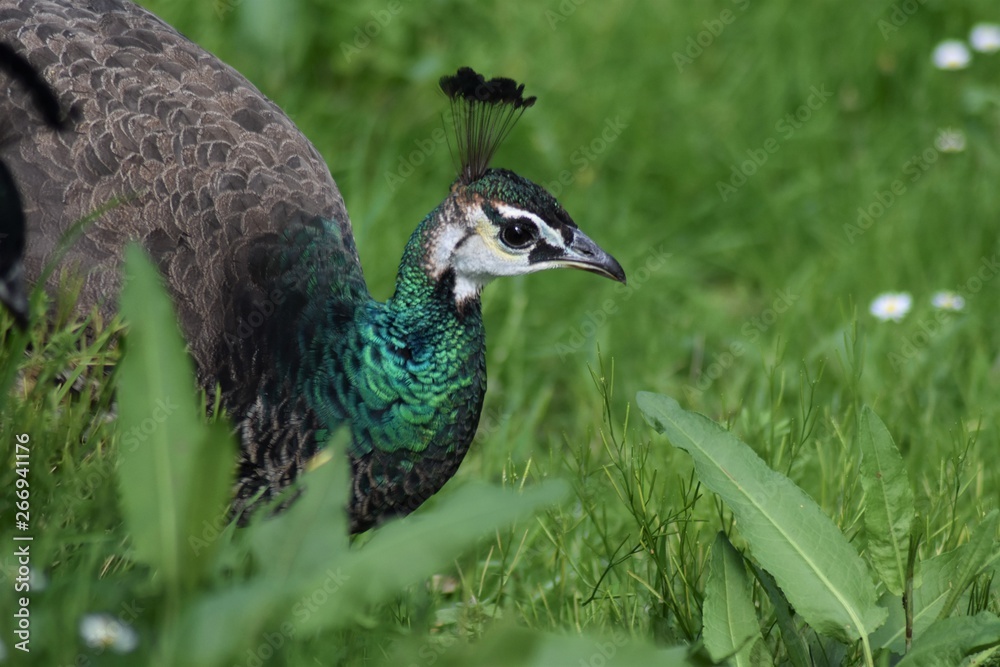 Peacock female among the grass (Pavo cristatus) Peacock female among the grass (Pavo cristatus)