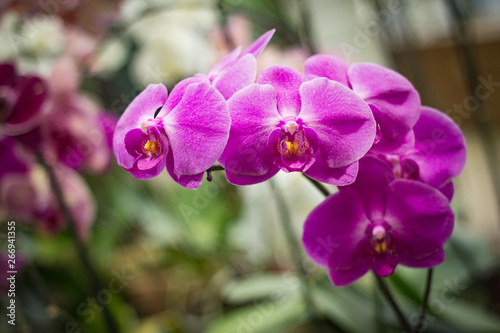   eautiful purple Phalaenopsis orchid flowers growing in a greenhouse
