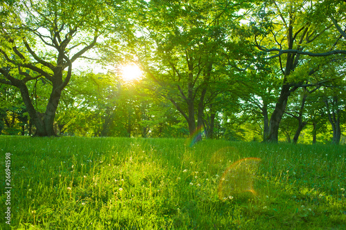 morning garden