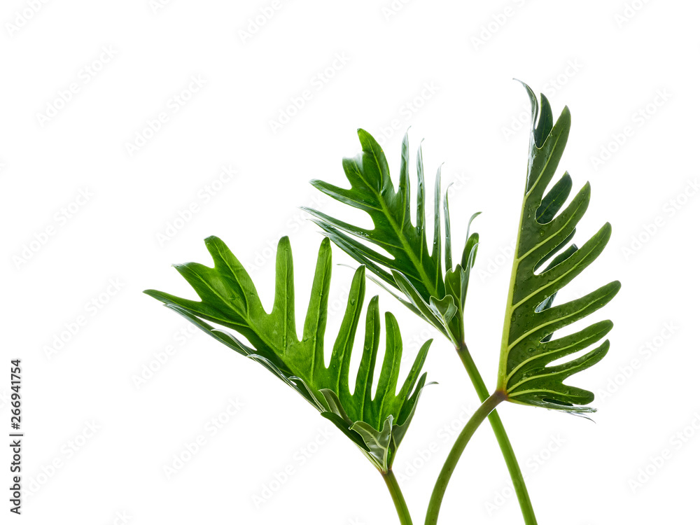 Watercolor tropical philodendron xanadu leaf Watercolor tropical philodendron xanadu leaf