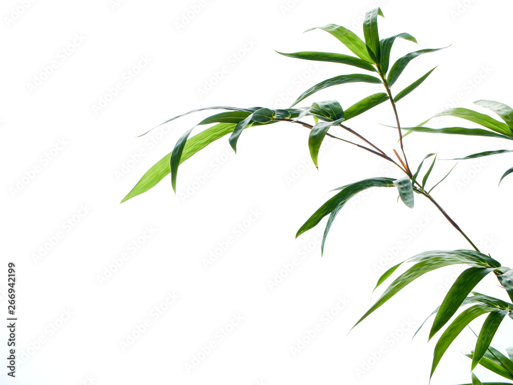Fototapeta premium Asian natural background with bamboo