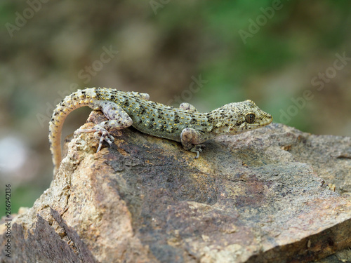 Kotschys gecko, Cyrtopodion kotschyi photo