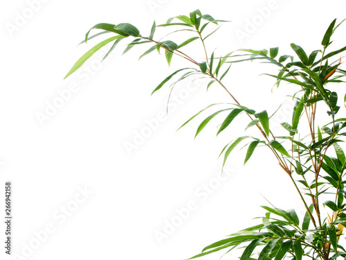 Asian natural background with bamboo