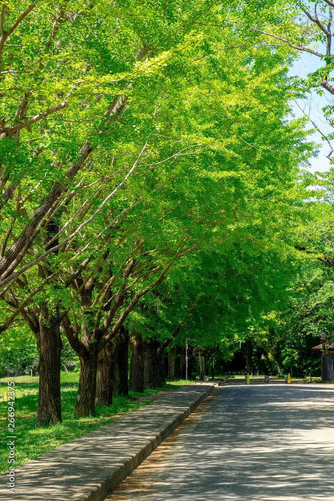 爽やかな公園風景 爽やかな公園風景