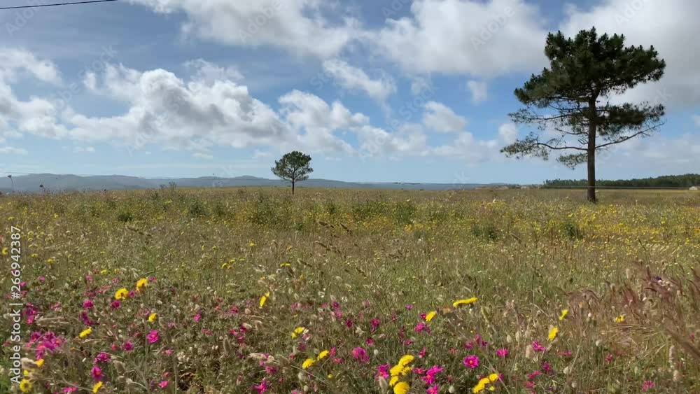 Field with wildflowers and two trees Field with wildflowers and two trees