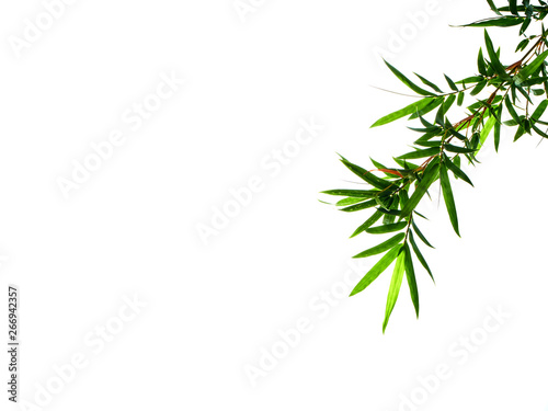 Asian natural background with bamboo