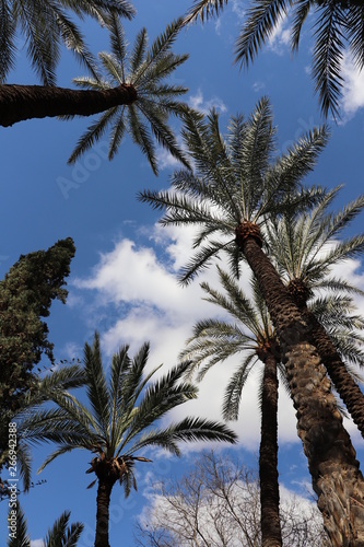 palm trees & blue sky