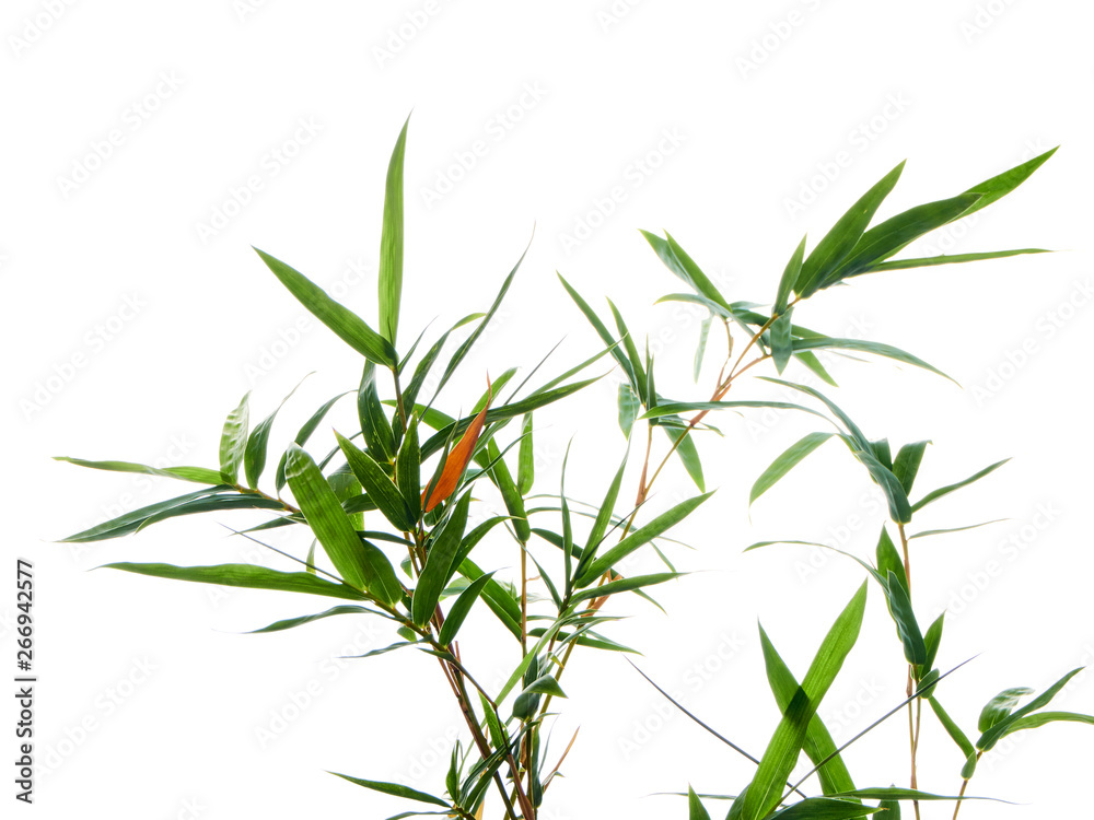 Fototapeta premium Asian natural background with bamboo