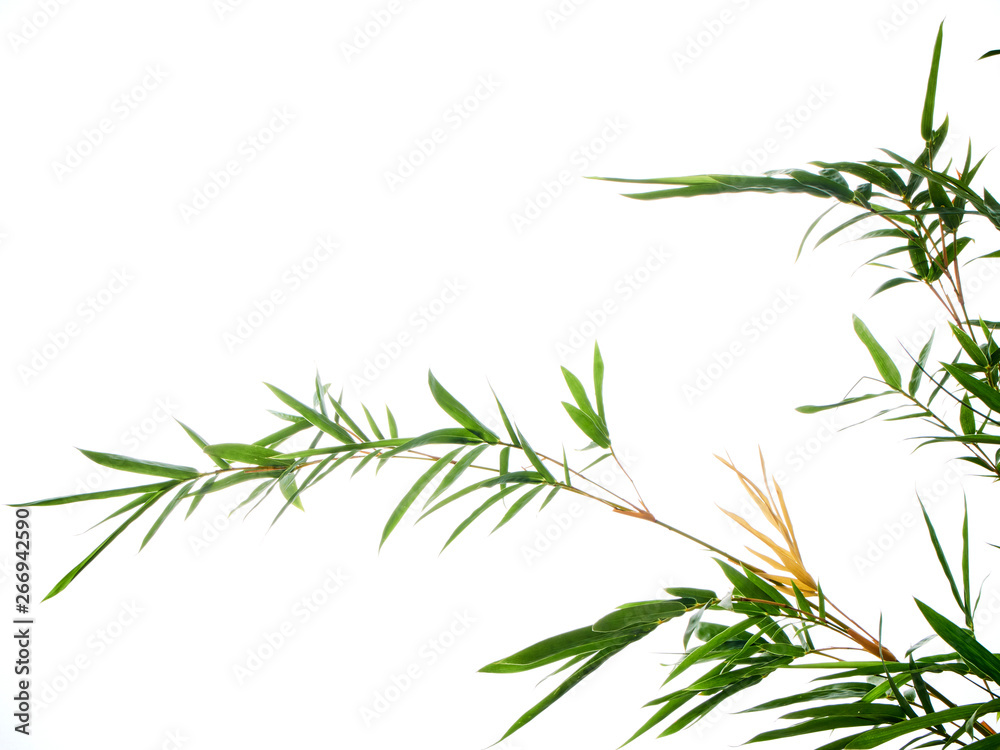 Fototapeta premium Asian natural background with bamboo