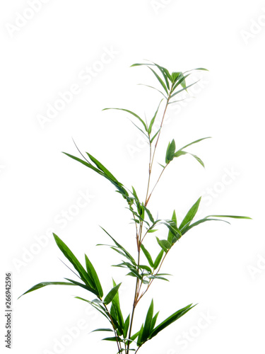 Asian natural background with bamboo