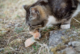 Cute country multicolor cat eating fish with appetite on the ground