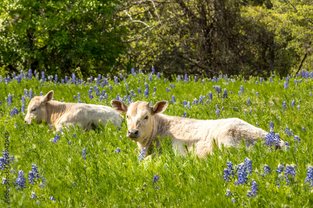 Obraz premium Cows in Texas on a meadow with blue bonnets